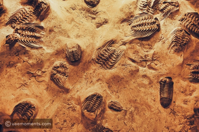 Scientists Discovered 10 Fossils That Rewrite What We Know About Life ...
