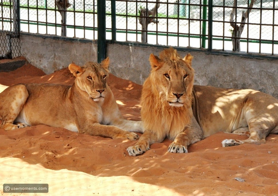 Manama Rak Best Zoo in UAE: A Guide to the Best Wildlife Experiences